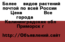 Более200 видов растений почтой по всей России › Цена ­ 100-500 - Все города  »    . Калининградская обл.,Приморск г.